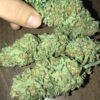 buy aurora Indica Online