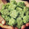 buy blue cheese strain