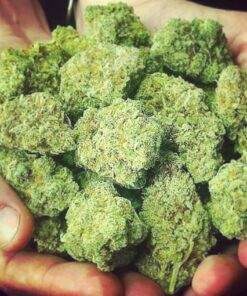 buy blue cheese strain