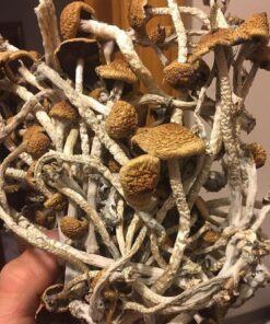 buy liberty cap mushrooms