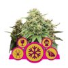 Buy Indoor Mix Feminized Seeds