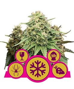 Buy Indoor Mix Feminized Seeds