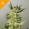 Buy AK48 Automatic Seeds