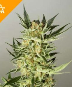 Buy AK48 Automatic Seeds