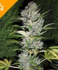 https://silkyroadpharma.com/product/buy-big-bud-automatic-seeds/