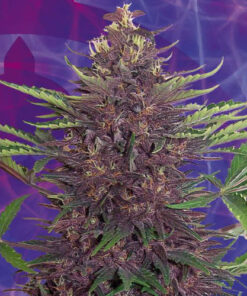 Purple Kush Feminized Seeds