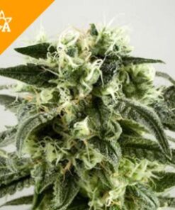 Buy Haze Automatic Seeds