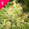 Ice Feminized Cannabis Seeds