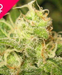 Ice Feminized Cannabis Seeds