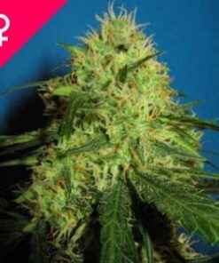 Buy Big Bud Feminized Seeds